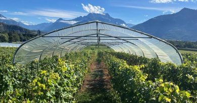 «A l’avenir, la viticulture suisse ressemblera de plus en plus à celle de l’Espagne» - Le Temps
