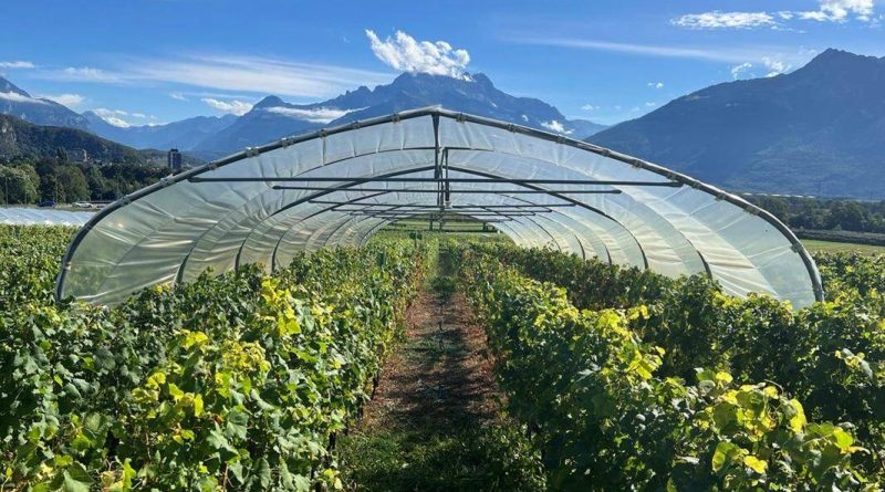 «A l’avenir, la viticulture suisse ressemblera de plus en plus à celle de l’Espagne» - Le Temps