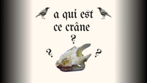 À qui appartient ce crâne énigmatique ? #5