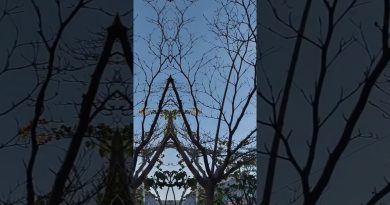 ANOMALIE CLIMATIQUE 🌞 Chaleur intense et branches sèches