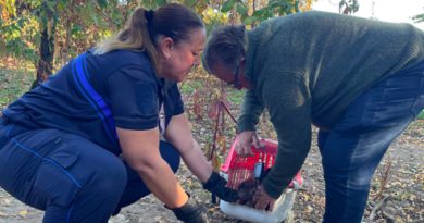 Abandonnés dans un terrier, sept chiots ont été sauvés dans cette petite ville de Gironde