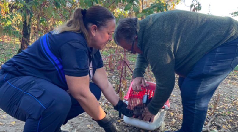Abandonnés dans un terrier, sept chiots ont été sauvés dans cette petite ville de Gironde