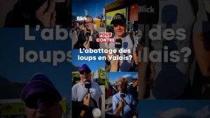 Abattage préventif des loups en Suisse : pour ou contre ?