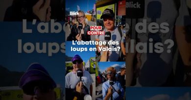 Abattage préventif des loups en Suisse : pour ou contre ?