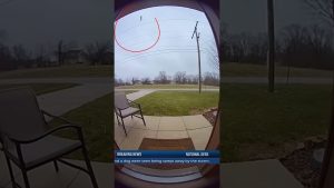 Actualités : Des vents violents soulèvent une vache et un chien