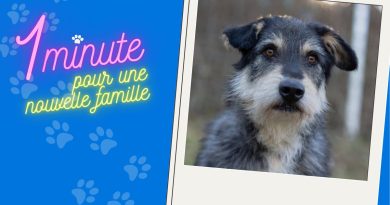 Aden, croisé griffon, vous attend à la spa de Besançon - ICI