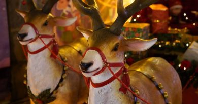 Agde - La Calandreta Dagtenca organise son marché d