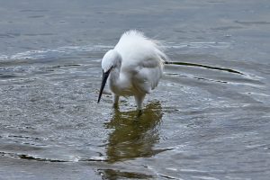 Aigrette garzette à la pêche