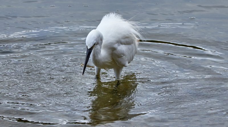 Aigrette garzette à la pêche
