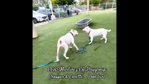 Amusement aquatique avec CCAS Martinez CA-Playgroup