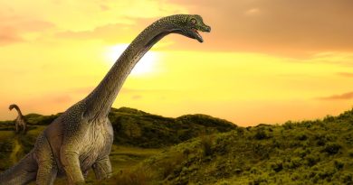 Angeac-Charente , le Jurassic park charentais ! - ICI