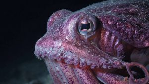 Animaux improbables : des espèces qui ne devraient pas exister