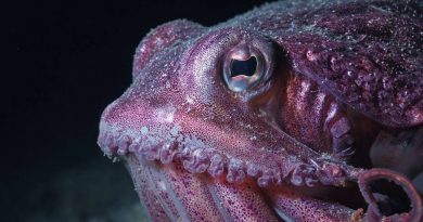 Animaux improbables : des espèces qui ne devraient pas exister