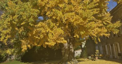 Arbre au 40 écus : un feuillage superbe et une pousse déroutante - ICI