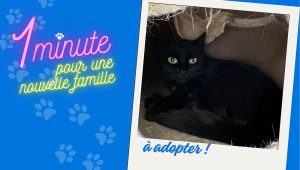 Ashley, petite chatte noire, vous attend à la SPA de Vesoul en Haute-Saône - ICI