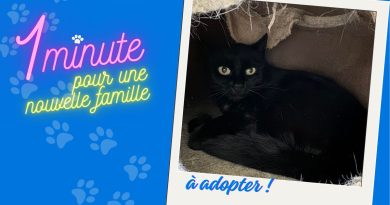 Ashley, petite chatte noire, vous attend à la SPA de Vesoul en Haute-Saône - ICI