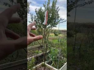 Astuces de jardinage pour un potager naturel et durable