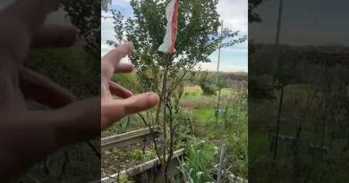 Astuces de jardinage pour un potager naturel et durable