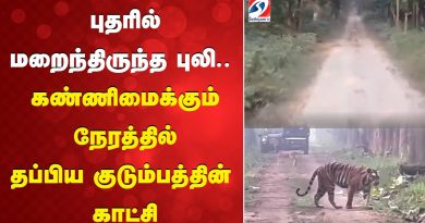 Attaque de tigre : une famille échappe à un félin caché