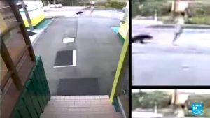 Attaques d'ours au Japon : les policiers autorisés à tirer