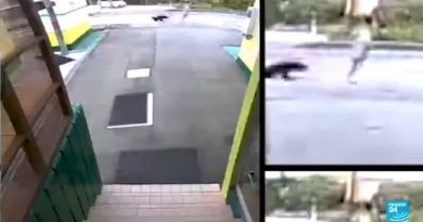 Attaques d'ours au Japon : les policiers autorisés à tirer