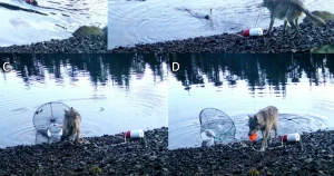 Au Canada, des scientifiques sidérés par la méthode de chasse inédite de loups