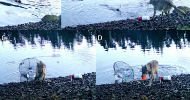 Au Canada, des scientifiques sidérés par la méthode de chasse inédite de loups