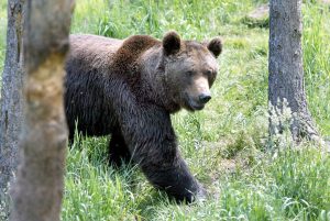 Au Japon, les policiers autorisés à abattre des ours après une vague d’attaques mortelles