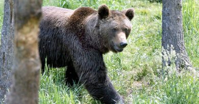 Au Japon, les policiers autorisés à abattre des ours après une vague d’attaques mortelles