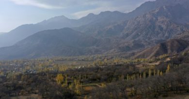 Au Kirghizstan, l'avenir incertain d'une rare forêt ancestrale de noyers