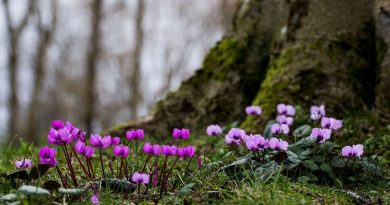 Au Moyen Age, le nom commun du cyclamen était « pain de pourceau » - ici