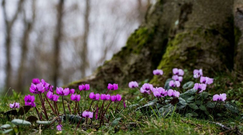 Au Moyen Age, le nom commun du cyclamen était « pain de pourceau » - ici