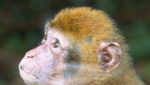 illustration agrandir l