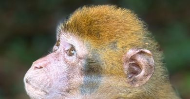 illustration agrandir l