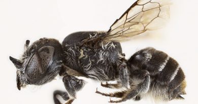 Australie : une nouvelle espèce d'abeille baptisée "Lucifer" en raison de ses cornes