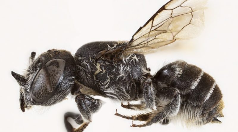 Australie : une nouvelle espèce d'abeille baptisée "Lucifer" en raison de ses cornes
