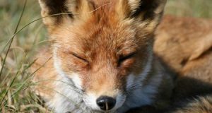 Autour du renard dans le Doubs, des acteurs longtemps opposés s’assoient à la même table