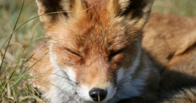 Autour du renard dans le Doubs, des acteurs longtemps opposés s’assoient à la même table