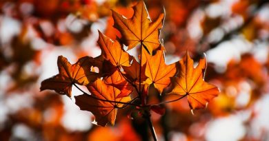 Canada, nature, mountains, Niagara Falls, Northern Lights, maple leaf, cityscape