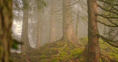 Nouvelle-Aquitaine, Bordeaux, Biarritz, dune, ocean, vineyard, forest, landscape