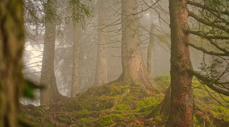 Nouvelle-Aquitaine, Bordeaux, Biarritz, dune, ocean, vineyard, forest, landscape