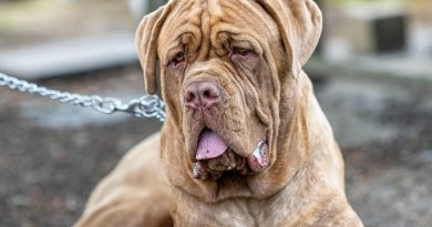 Nouvelle-Aquitaine, Bordeaux, Biarritz, dune, ocean, vineyard, forest, landscape