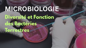 Bactéries Terrestres : Diversité et Rôle en Microbiologie