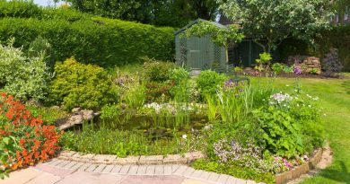 Bassin d’ornement : gestes simples pour réussir le nettoyage de printemps - ICI