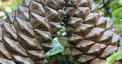 Belle et pulpeuse - Landes - Le Petit Journal