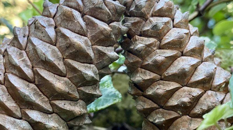 Belle et pulpeuse - Landes - Le Petit Journal