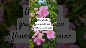 Bignone rose : une plante grimpante résistante à la sécheresse
