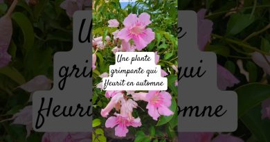 Bignone rose : une plante grimpante résistante à la sécheresse