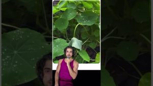 Bio à table, chimie au parfum : un paradoxe à explorer