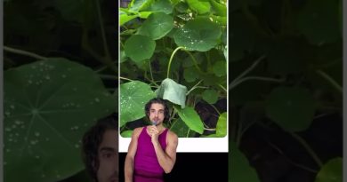 Bio à table, chimie au parfum : un paradoxe à explorer